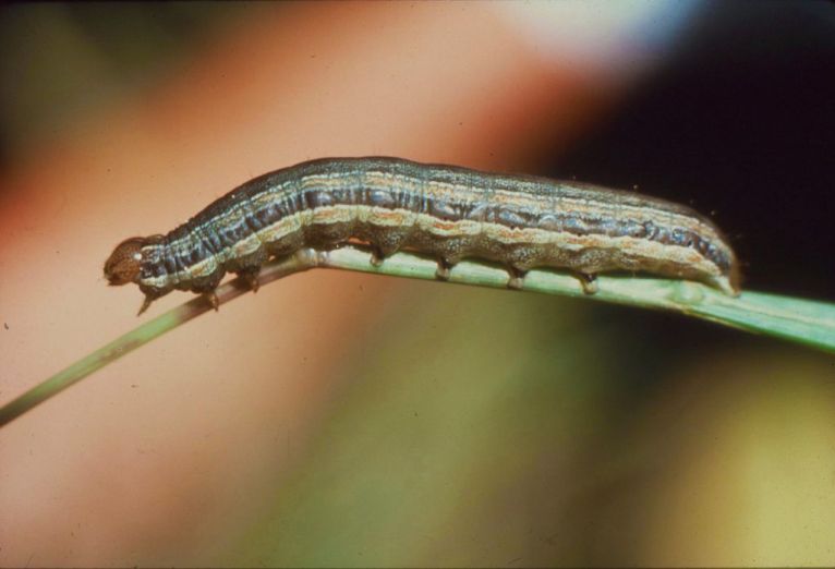 Adult Army Worm