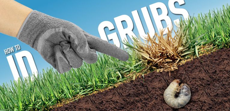 Identifying Lawn Grubs
