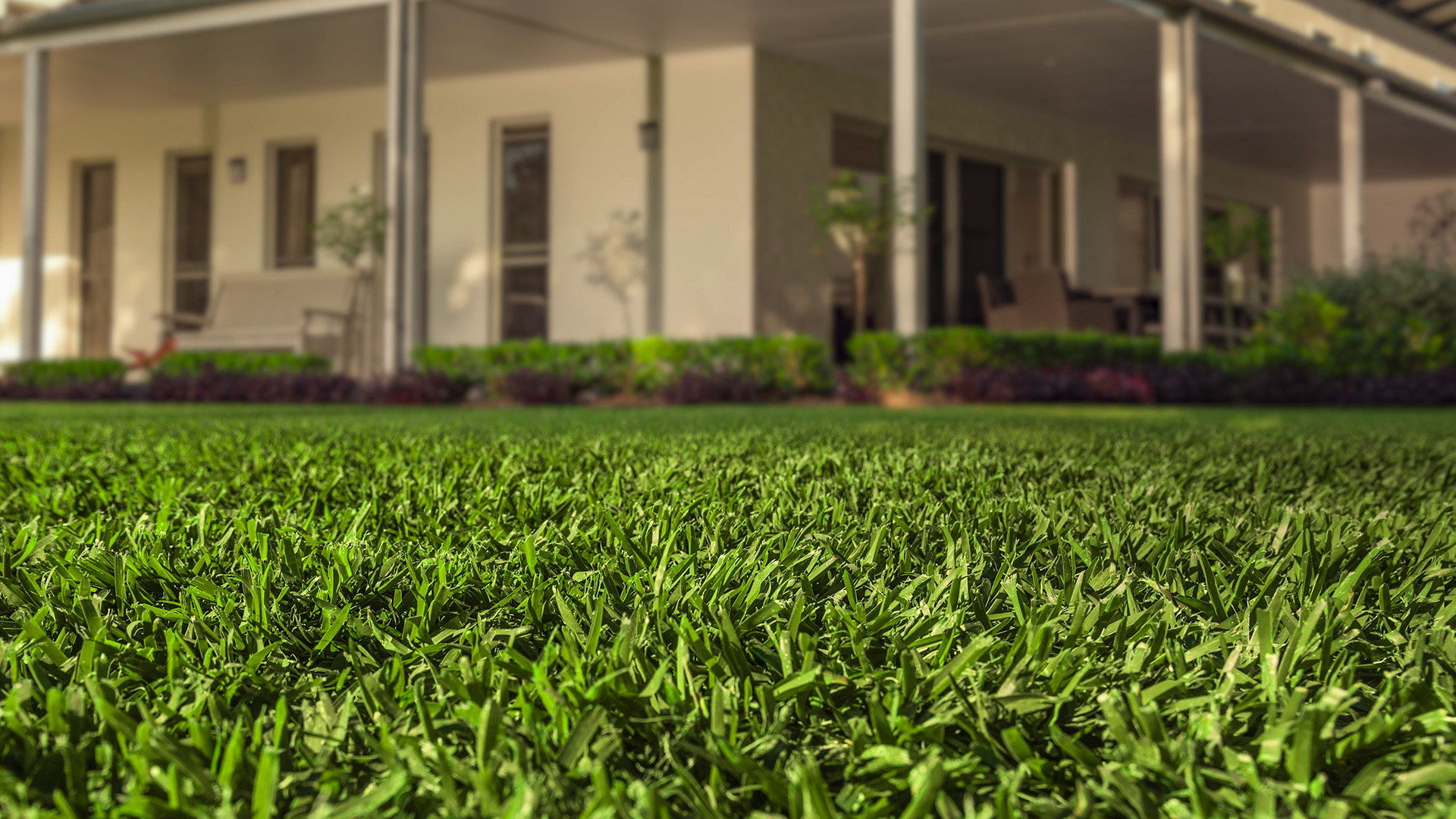 Sir Walter Turf Closeup