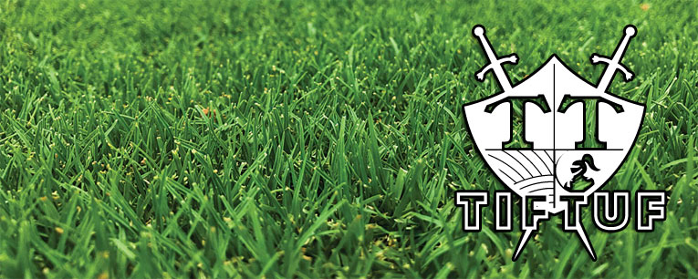 TifTuf Bermuda Turf