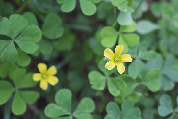 creeping-oxalis