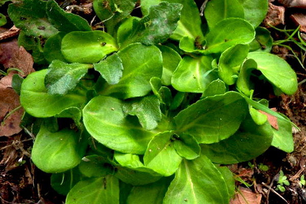 cudweed