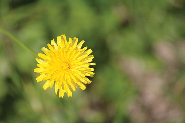 dandelion