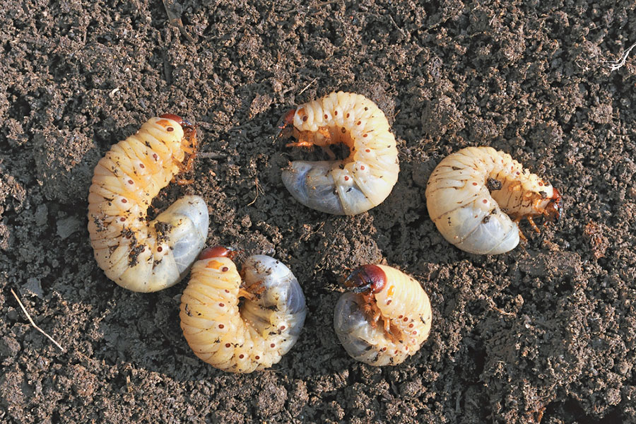 How to identify lawn grubs