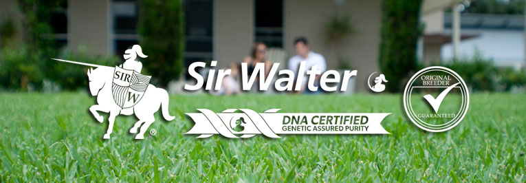 Sir Walter DNA Certified Turf Sydney