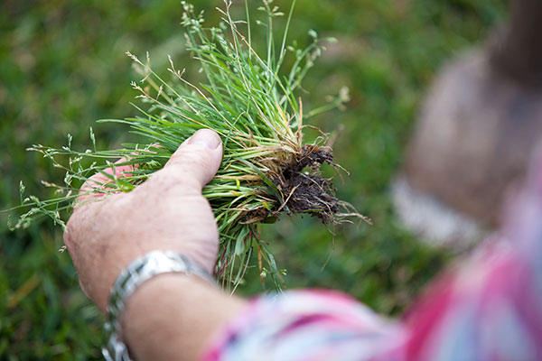 weed-hand-removal