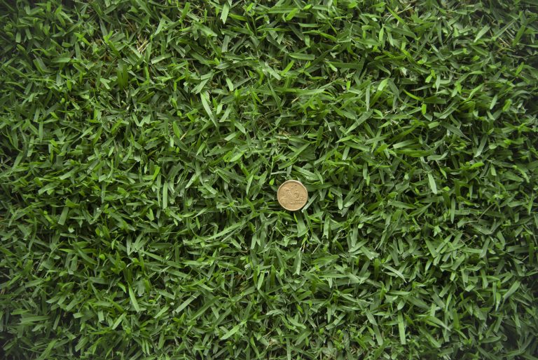 Zoysia Australis closeup Zoysia Australis closeup