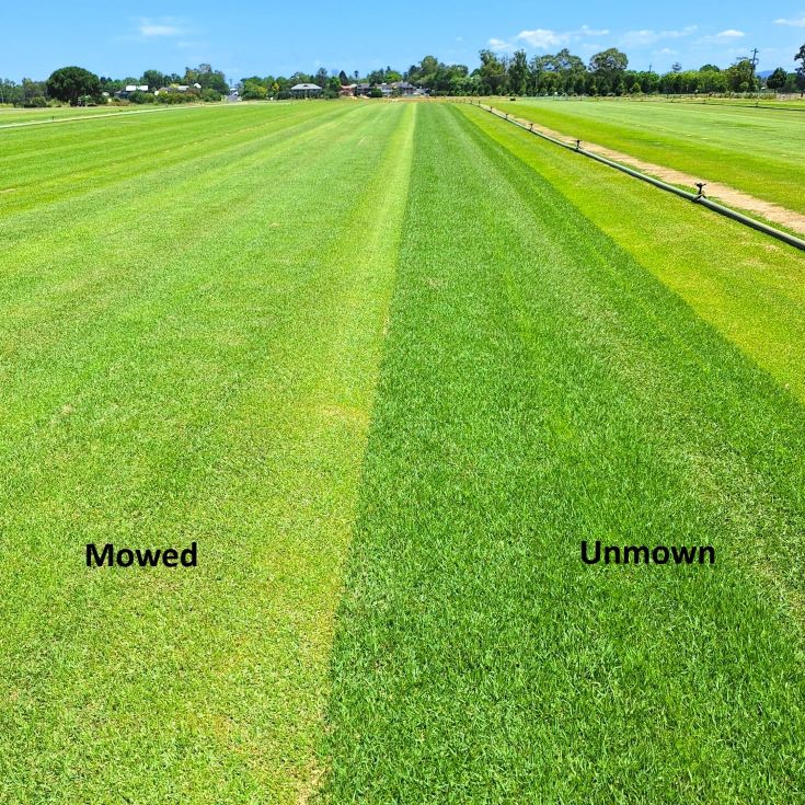 Zoysia Australis unmown Zoysia Australis unmown