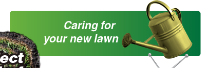 Caring for your new Sir Walter lawn turf